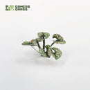 Gamers Grass: Laser Plants - Bugloss-4