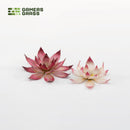 Gamers Grass: Laser Plants - Lotus Flower-3