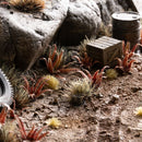 Gamers Grass: Laser Plants - Red Aloe-3