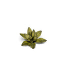 Gamers Grass: Laser Plants - Dumb Cane-4