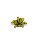 Gamers Grass: Laser Plants - Dumb Cane-6