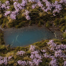 Lavender Flowers - diorama
