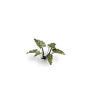 Gamers Grass: Laser Plants - Lords-and-Ladies-4