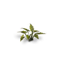 Gamers Grass: Laser Plants - Lords-and-Ladies-5