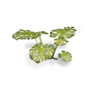 Gamers Grass: Laser Plants - Monstera-4