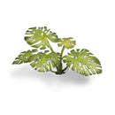 Gamers Grass: Laser Plants - Monstera-5