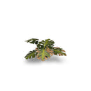 Gamers Grass: Laser Plants - Monstera-7