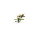 Gamers Grass: Laser Plants - Plantain Lily-6