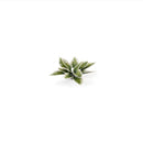 Gamers Grass: Laser Plants - Plantain Lily-5