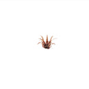 Gamers Grass: Laser Plants - Red Aloe-6