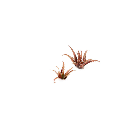 Gamers Grass: Laser Plants - Red Aloe