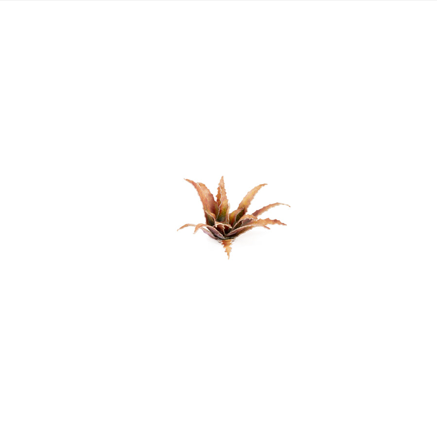 Gamers Grass: Laser Plants - Red Aloe