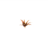 Gamers Grass: Laser Plants - Red Aloe
