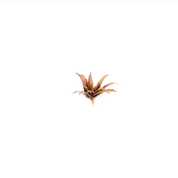 Gamers Grass: Laser Plants - Red Aloe