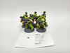 Warhammer 40,000 Desolation Squad HIM-12